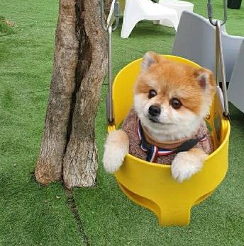 개를 입양했어요. 가마솥 산 유기견 보호 센터 귀여운 10