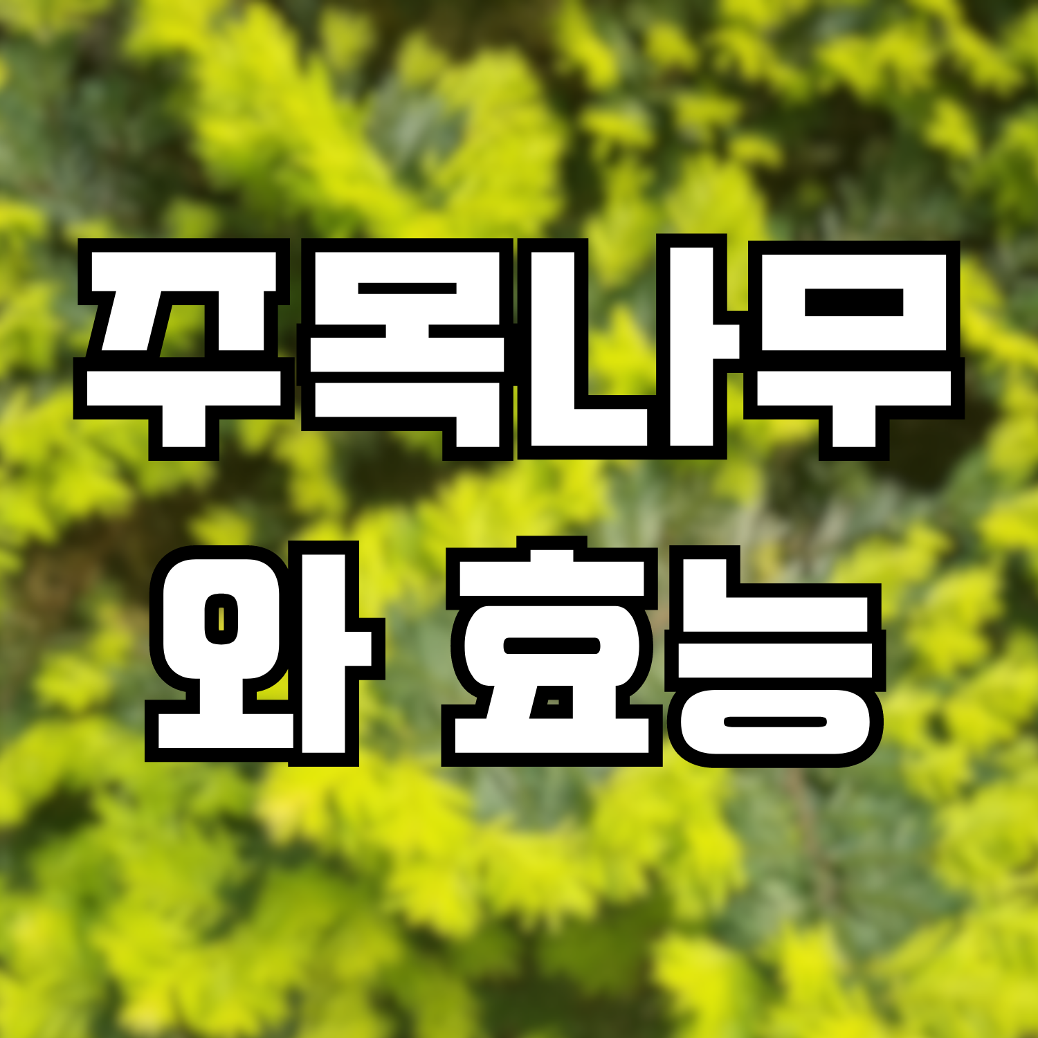  주목나무, 주목나무의 효능