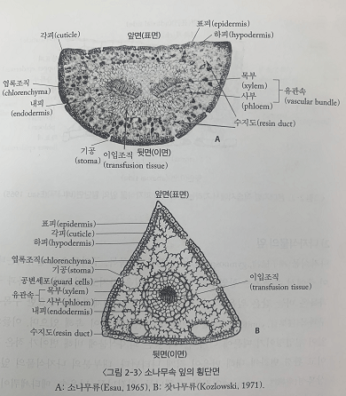 출처 : 수목생리학 (이경준)