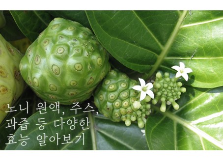  노니 과립 쥬스 앰플 발효액 ... 효능 총정리 A to Z
