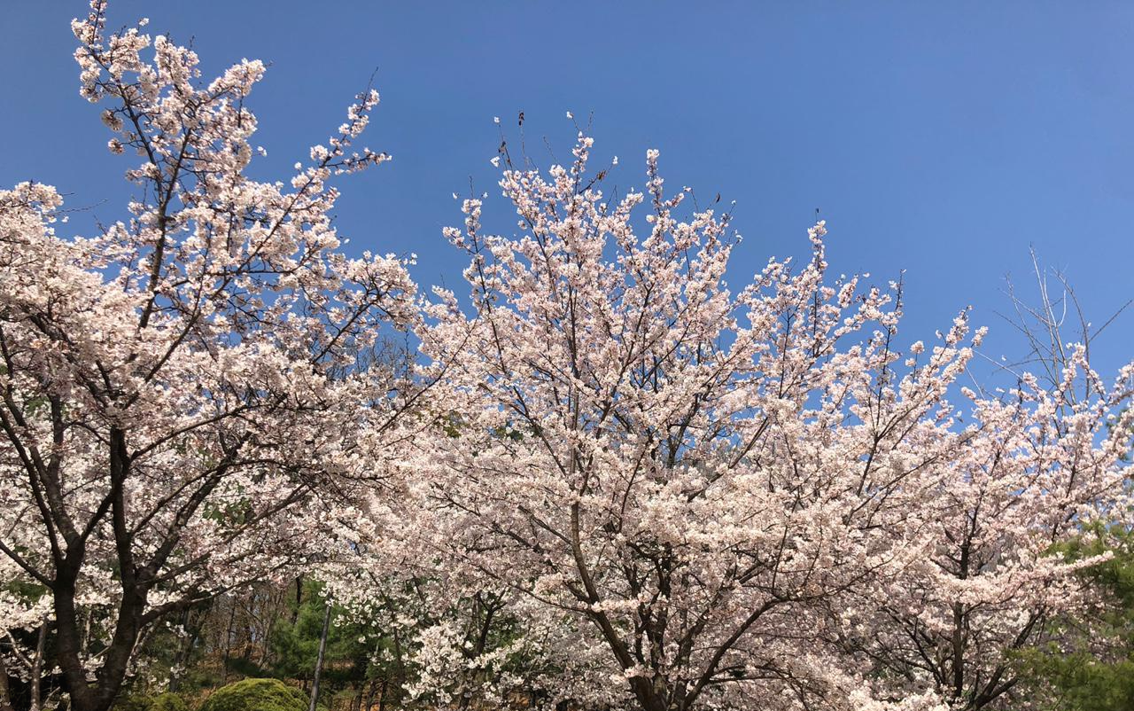 보라매공원 벚꽃사진