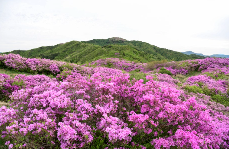 남원 지리산 바래봉 철쭉
📍 위치 : 전북 남원시 운봉읍 바래봉길 214