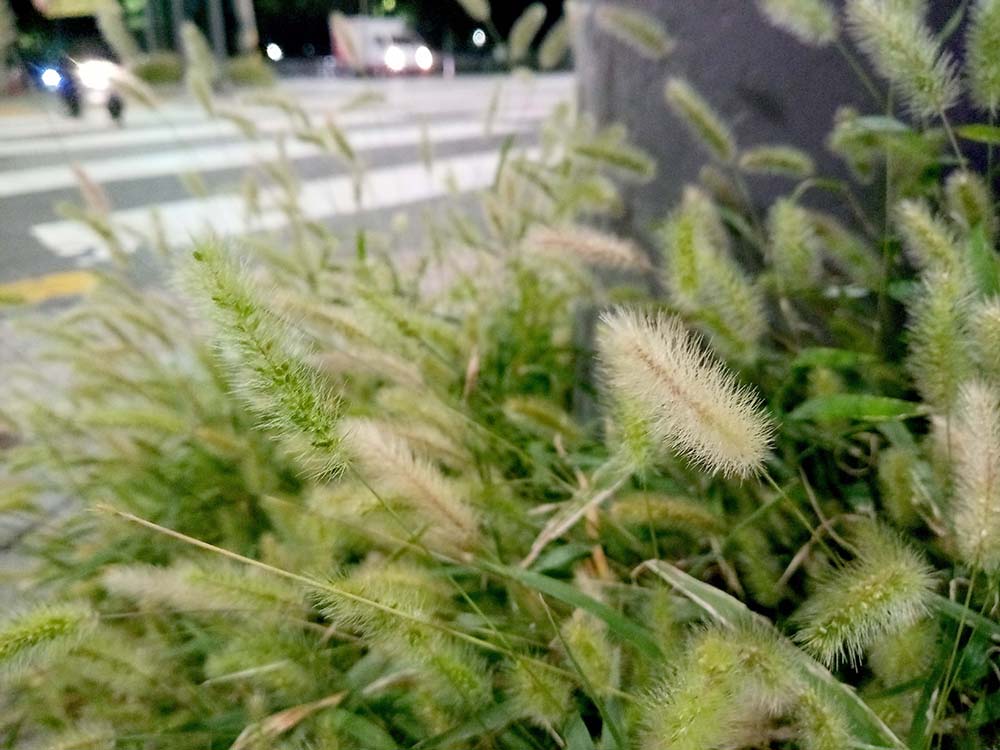  부들부들한 강아지풀(Green Bristlegrass)