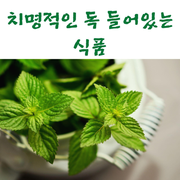  치명적인 독 들어있는 식품