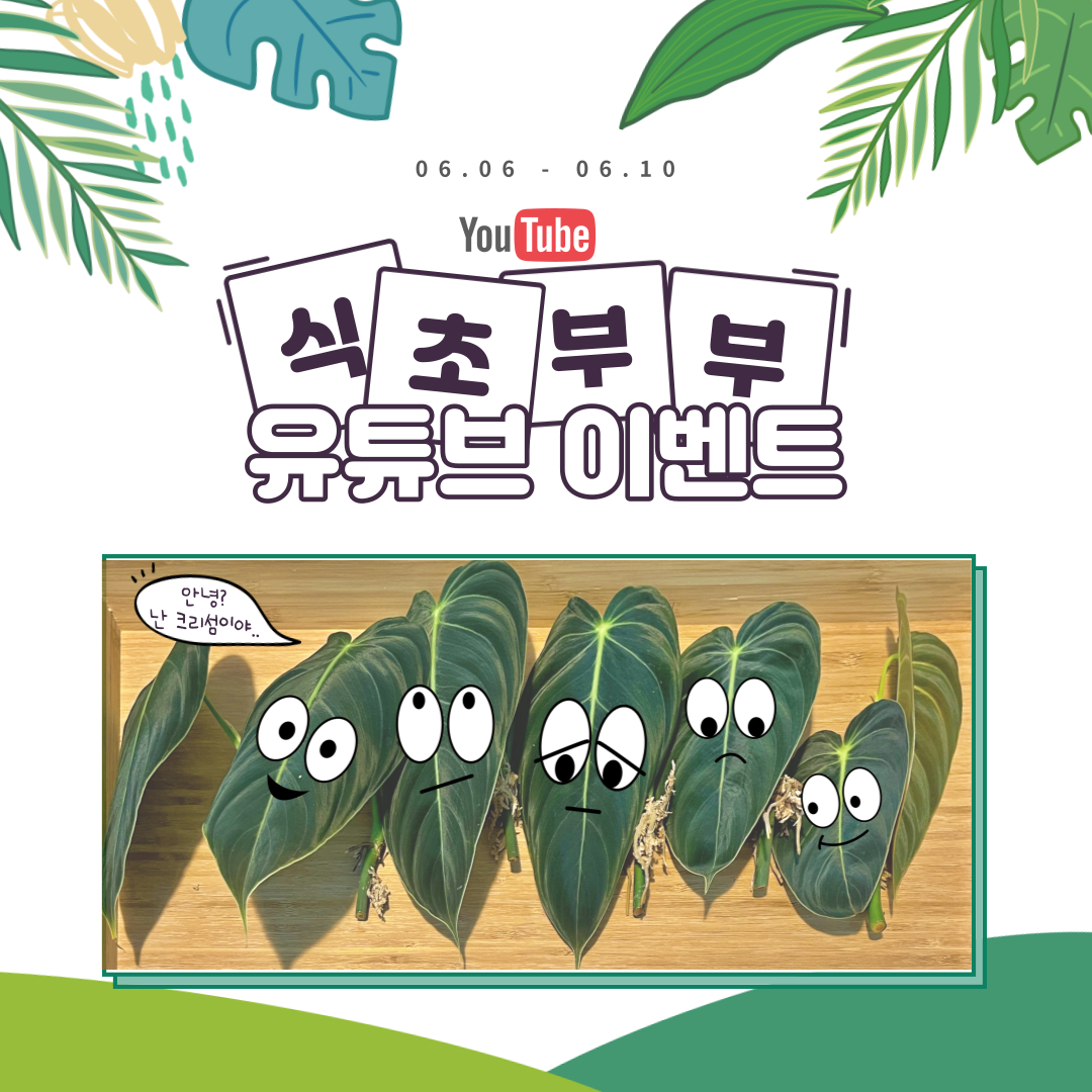  식초부부 유튜브 구독자 식물 나눔이벤트 (+필로덴드론 멜라노크리섬)