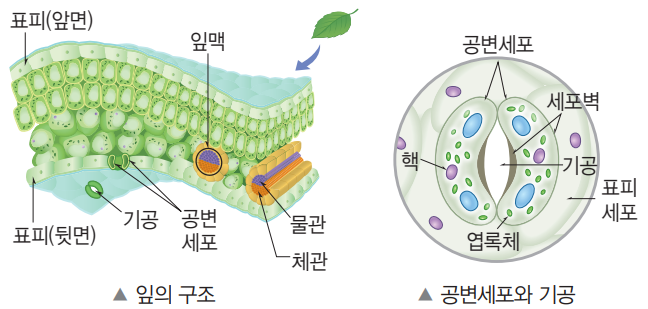 잎의 모습