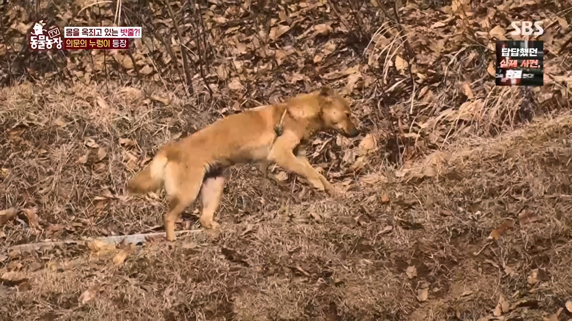 TV 동물농장.E1159.240218p.H264-F1RST.mp4_20240218_170010.240.jpg