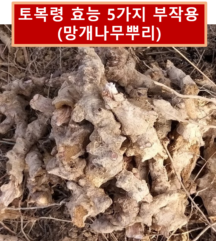 토복령 효능
