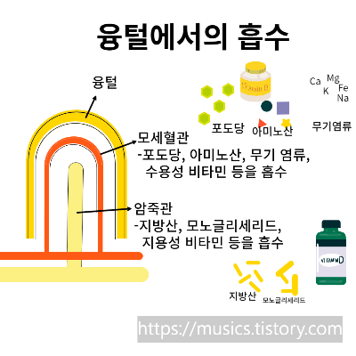 융털에서 일어나는 영양소의 흡수