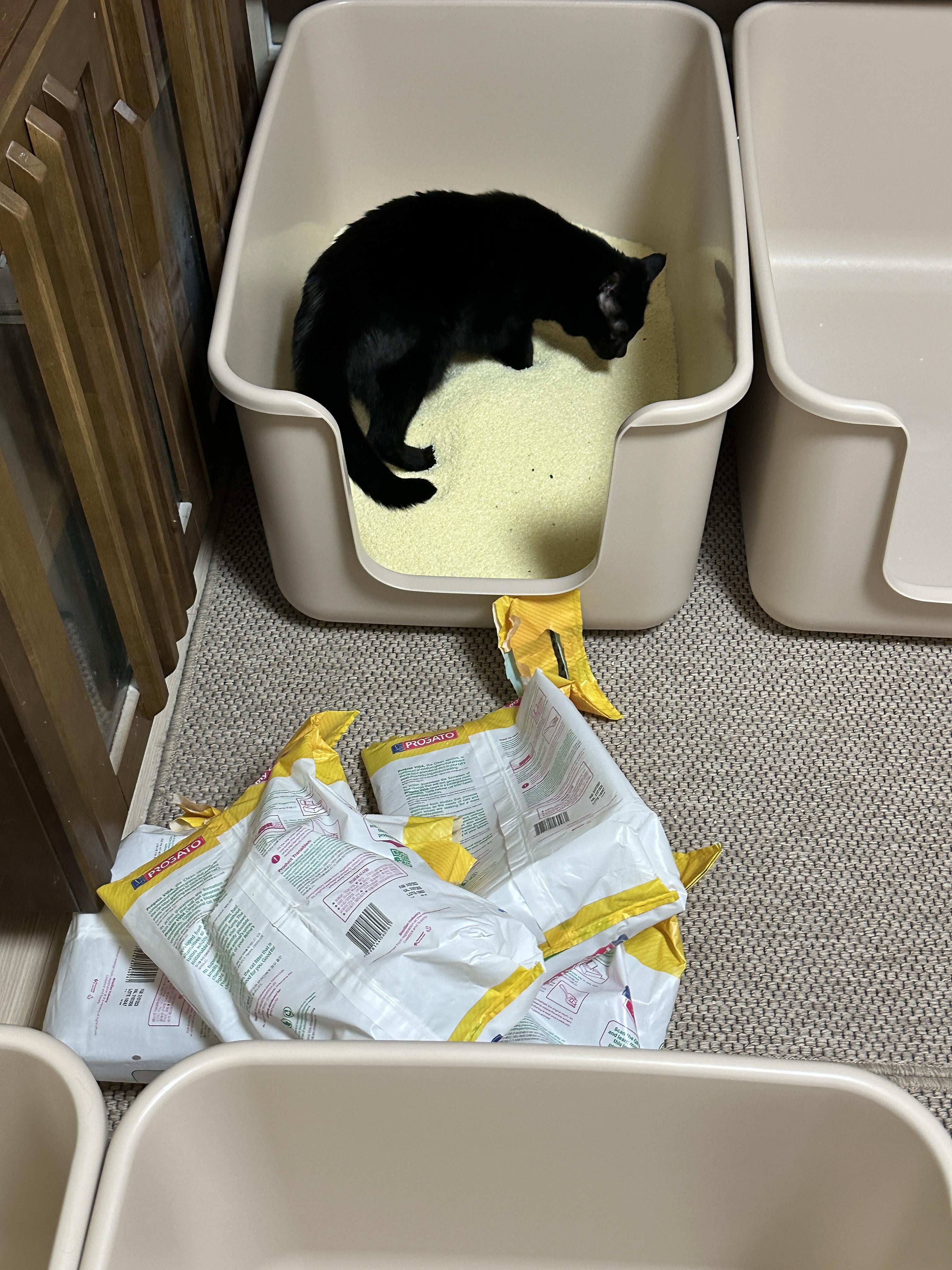 모래_붓자마자_들어가서_볼일보는_건이_2