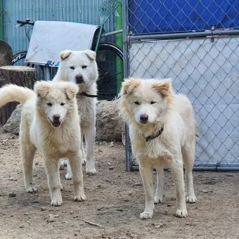 풍산개 분양 가격 수명 성격 장점 단점_6