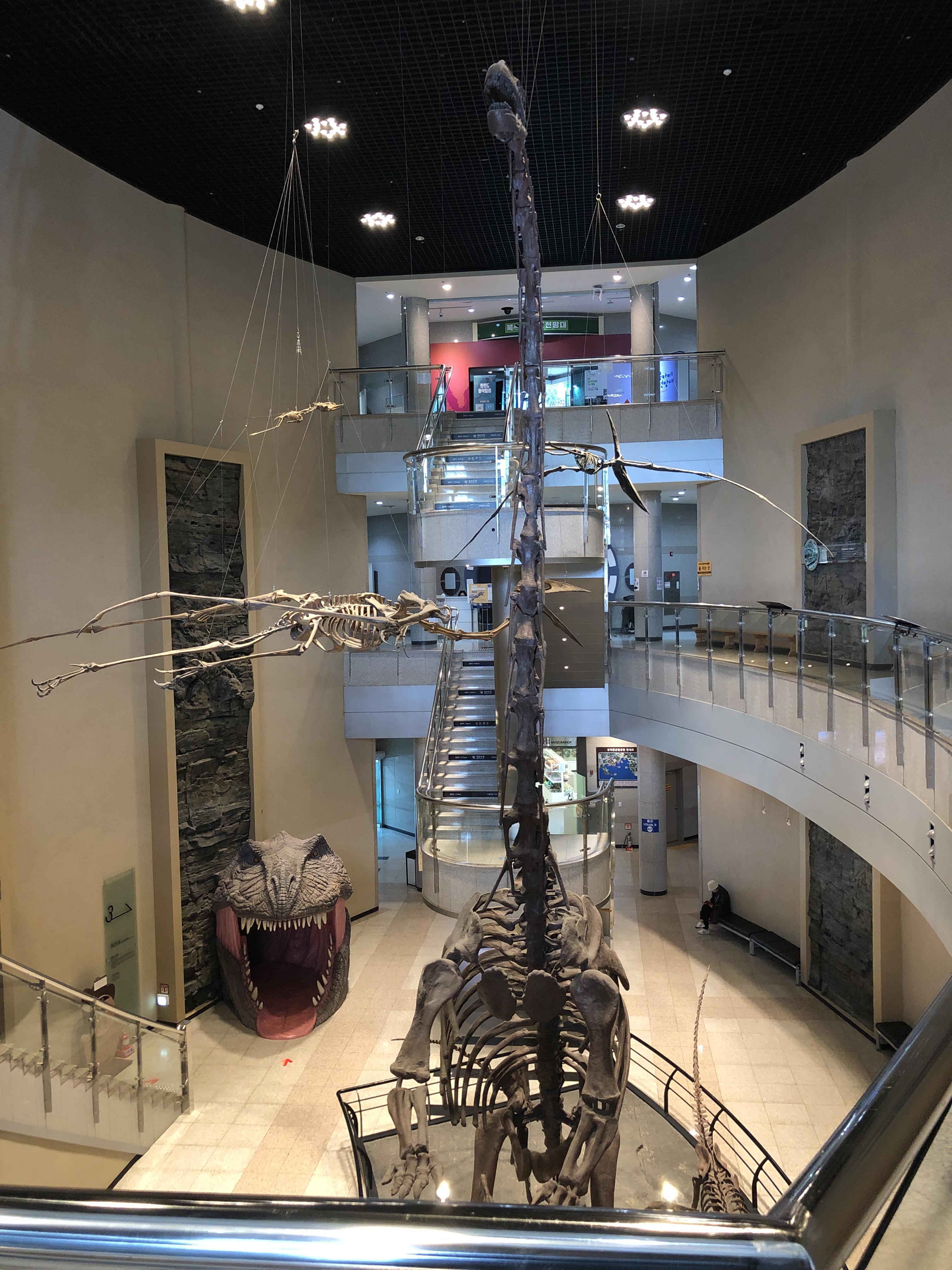 민수랜드-고성공룡박물관 브라키오사우루스 뼈1