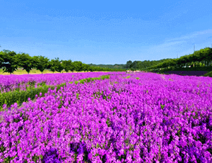 영천-가볼만한곳-영천-생태공원-보라유채꽃