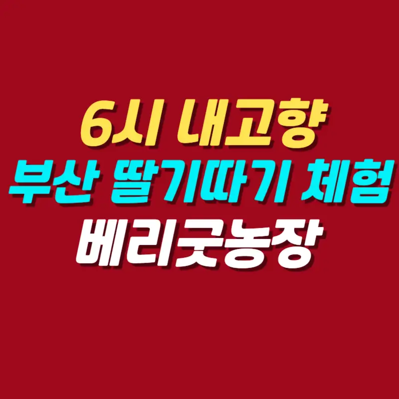 딸기-따기-체험