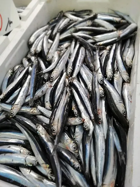 6월 제철 해산물 추천 생선 종류_5