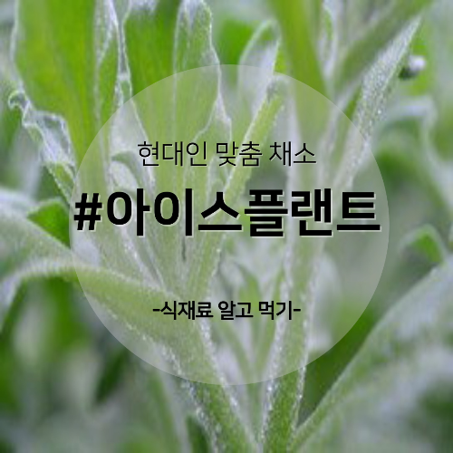  알고 먹기 36. #아이스플랜트