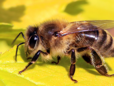 꿀벌 실종