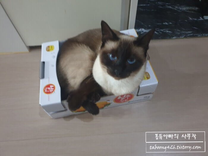 참외 상자안에 고양이