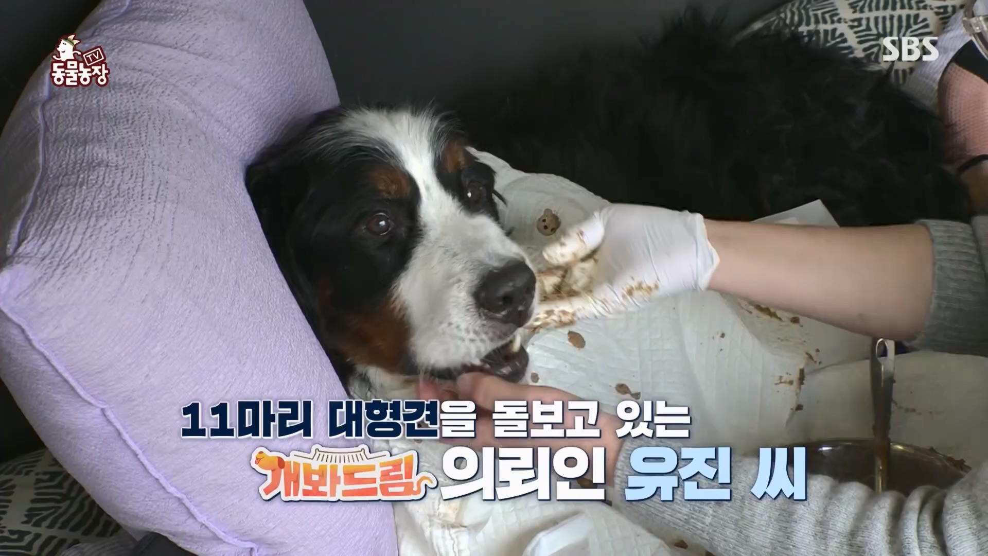 TV 동물농장.E1148.231203p.H264-F1RST.mp4_20231203_181440.347.jpg