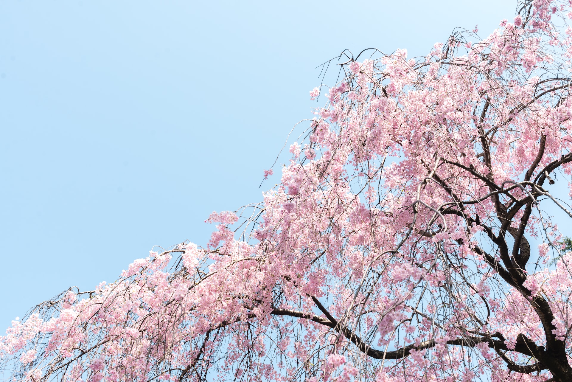 일본 벚꽃 명소 신주쿠 공원