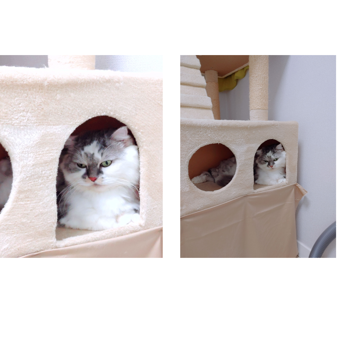 고양이