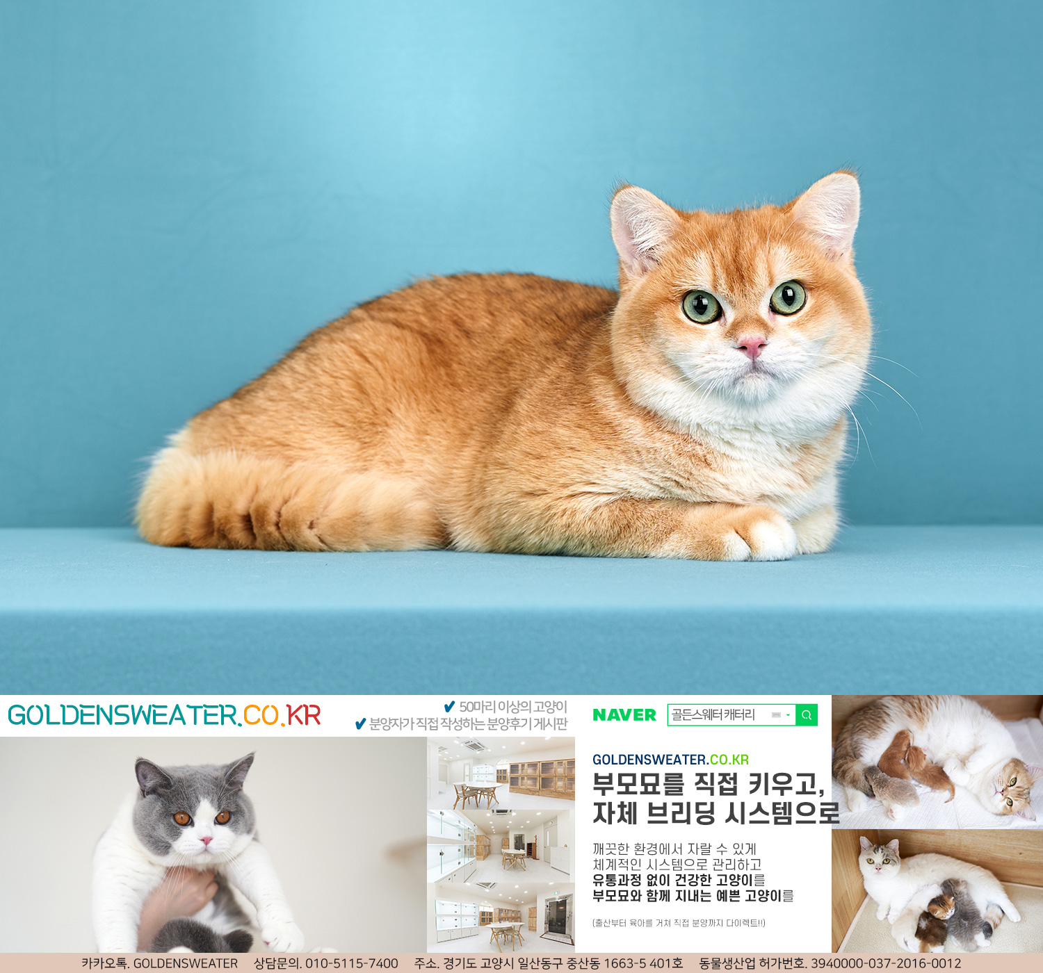  청주고양이분양 생각하다보면 여기서!