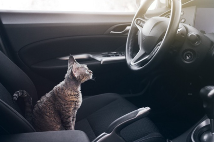 차 좌석에서 핸들을 보는 고양이.