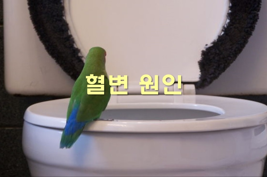  혈변 원인과 혈변이 나오는 이유