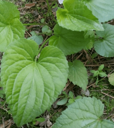 종지나물 포토 꽃 꽃말 효능 알아보기 (미국제비꽃)