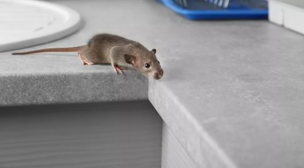 주방 조리대 위의 쥐(이미지 출처: Shutterstock)