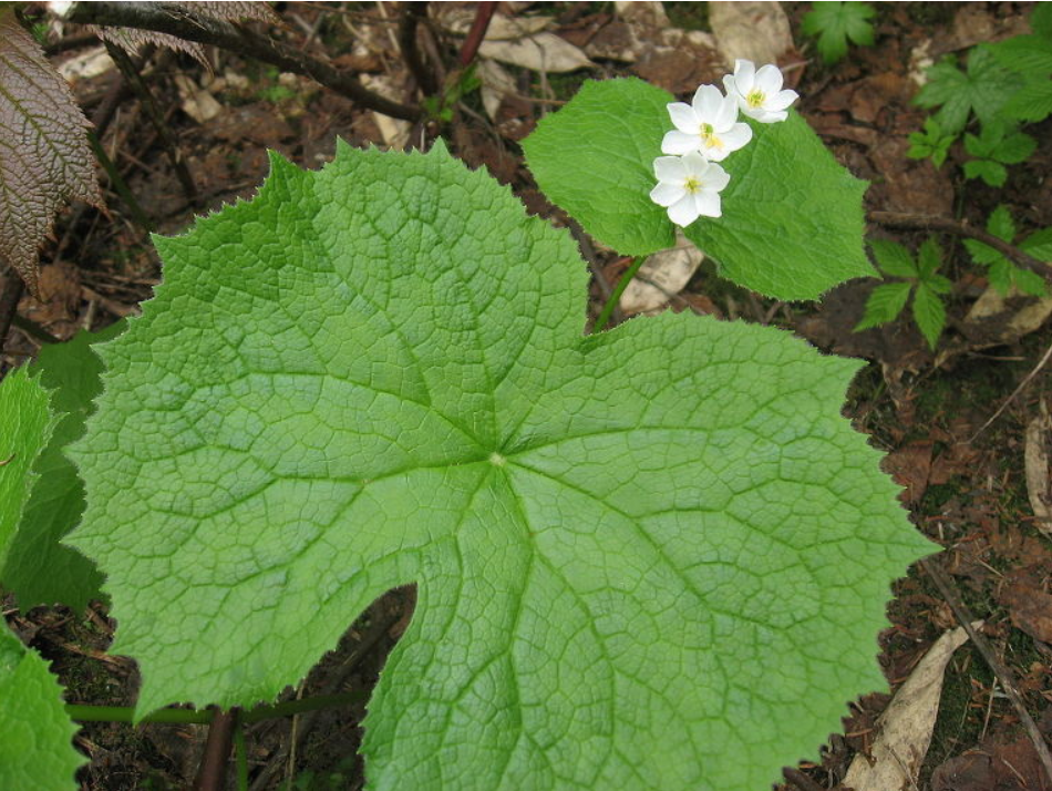 산하엽(Diphylleia grayi)
