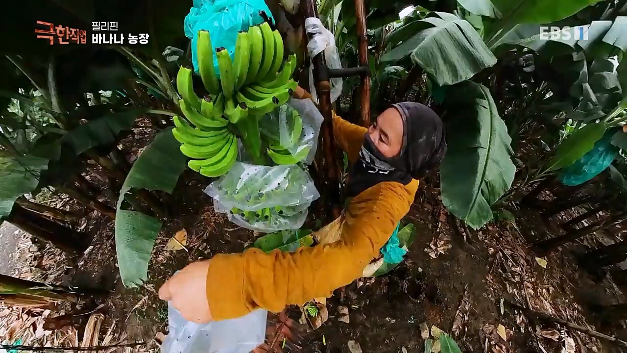 TV - 교육의 중심 EBS필리핀 바나나, 파인애플 농장.mp4_20230302_202902.371.jpg