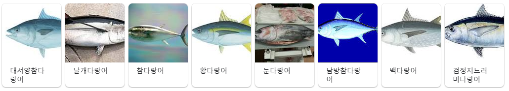  참치 부위와 참치 특수 부위에 대해서 알아보자(참치 종류)