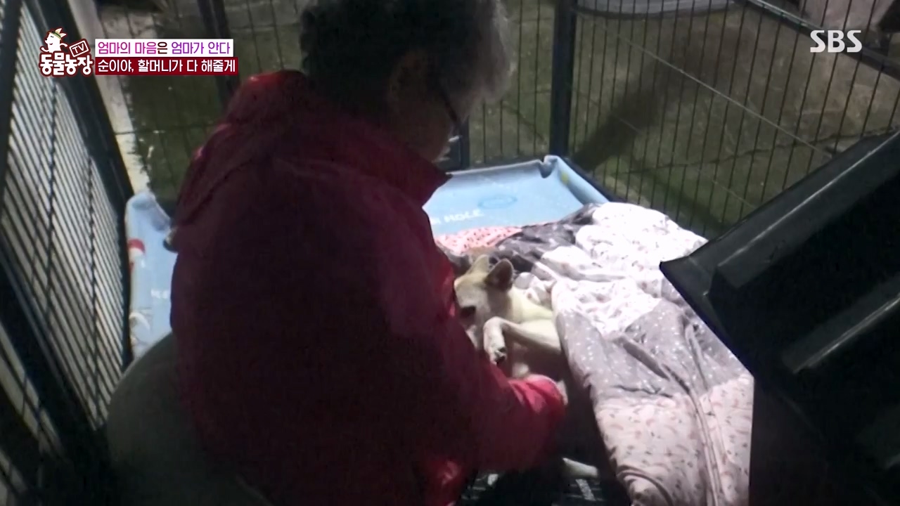 TV 동물농장.E1143.231030p-NEXT.mp4_20231029_164102.603.jpg