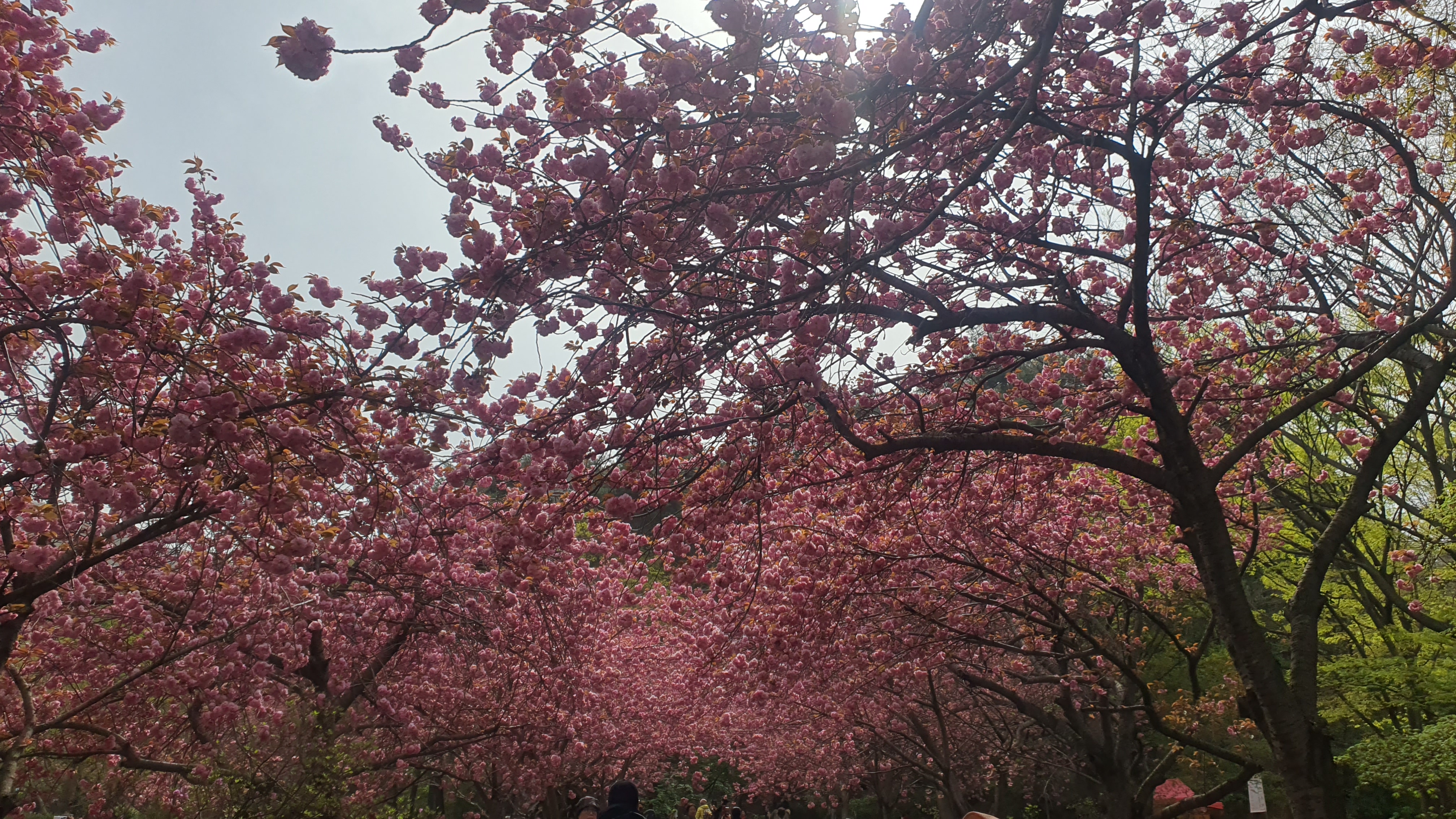 서산 겹벚꽃 명소 문수사