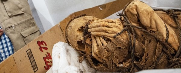  밧줄에 묶인 1200년 된 미라가  페루에서 발굴되다