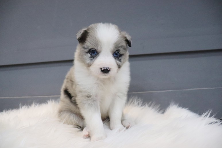 보더 콜리도산 귀엽잖아, 블루마루 5