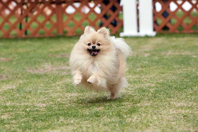  포메라니안 특징에 대해 알아봐요