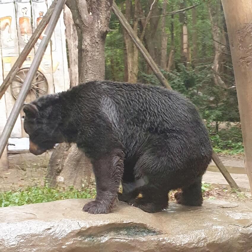 바위-위에-앉아있는-곰