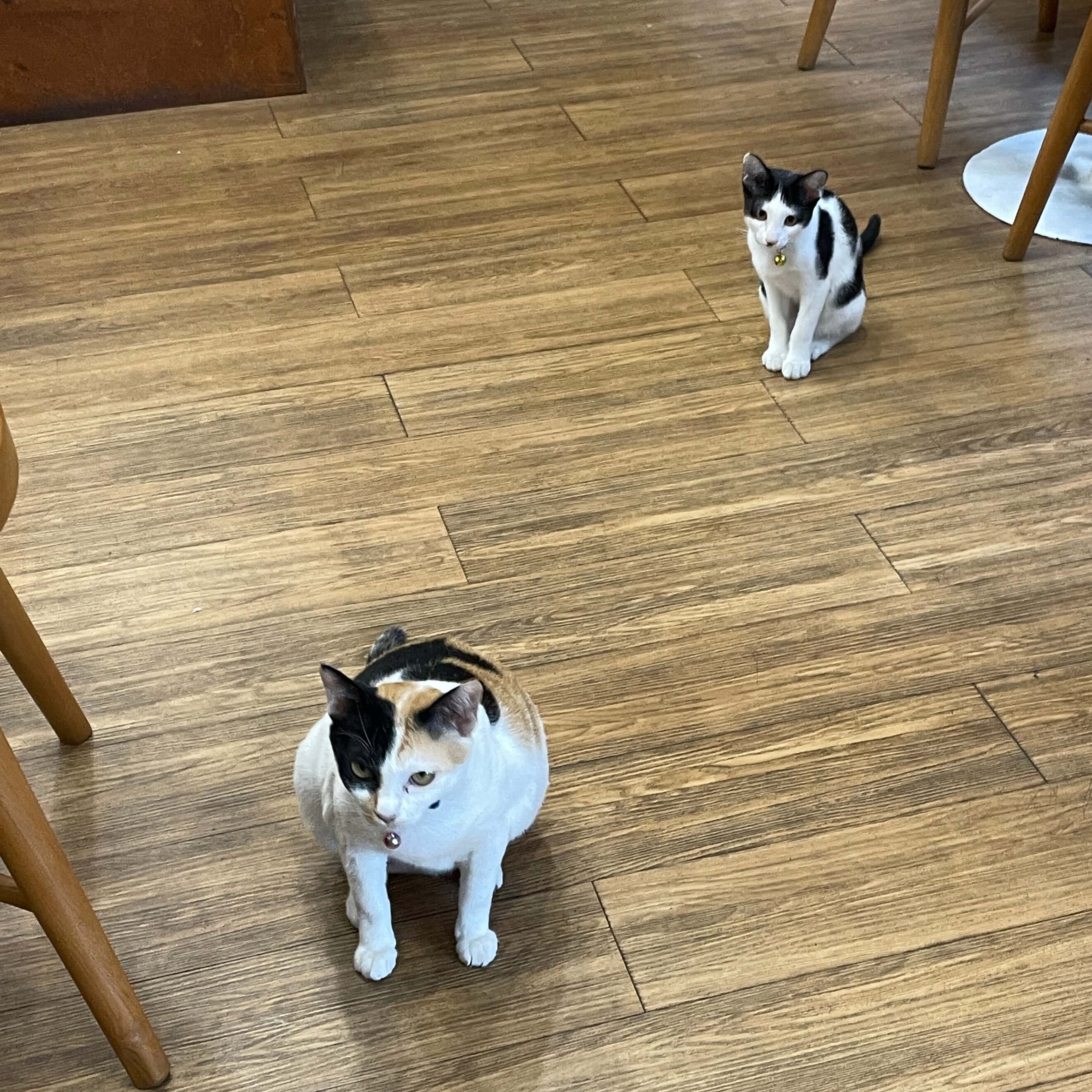 치앙마이 카페 고양이