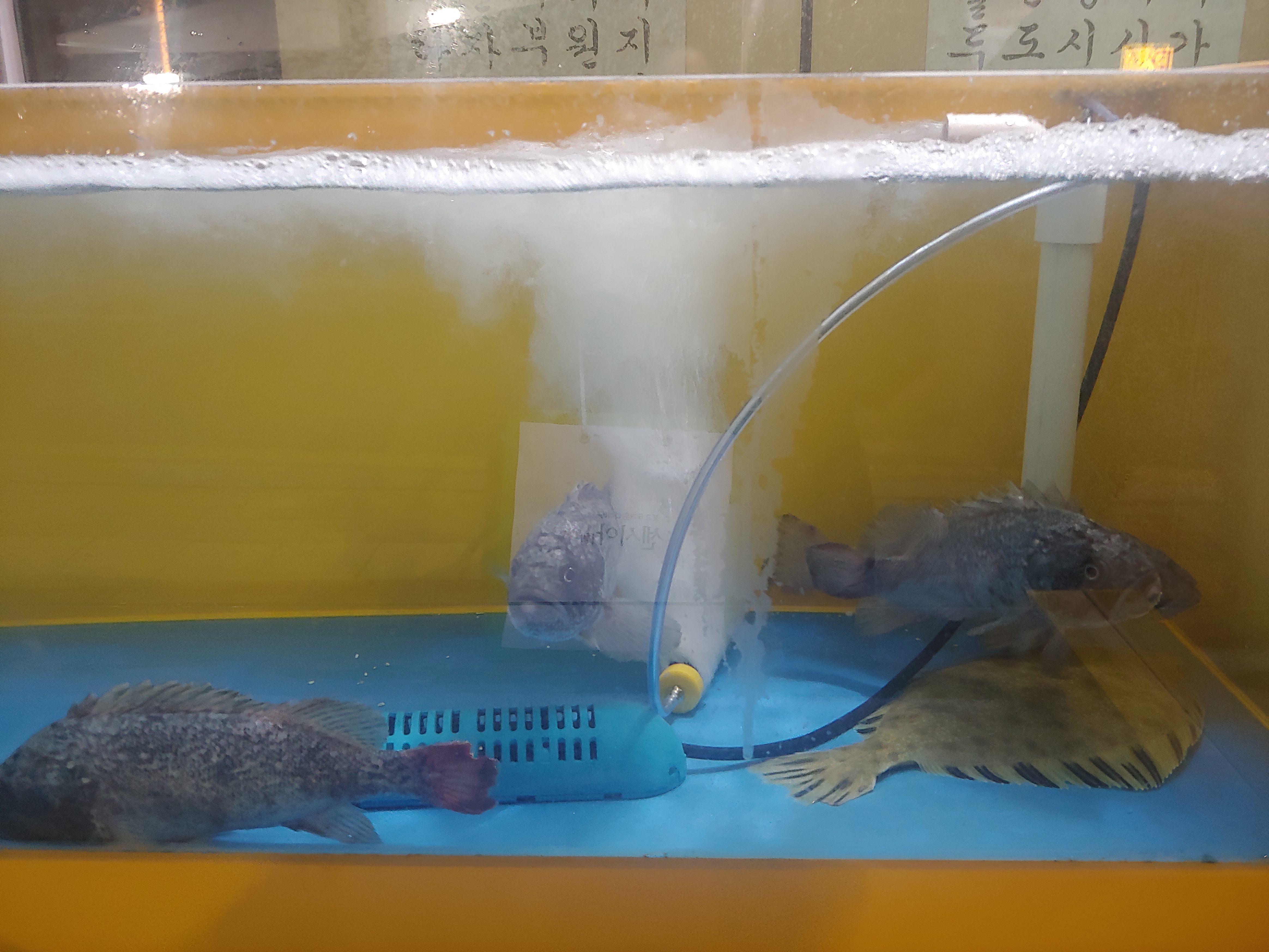 뚱보수산 이미지