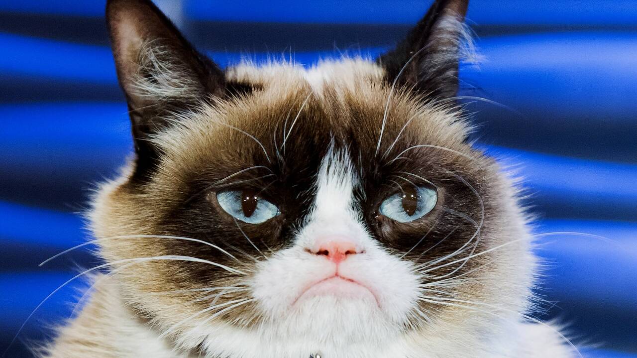 Grumpy-cat