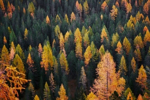 노랗게 물들어가고 있는 가을 숲
