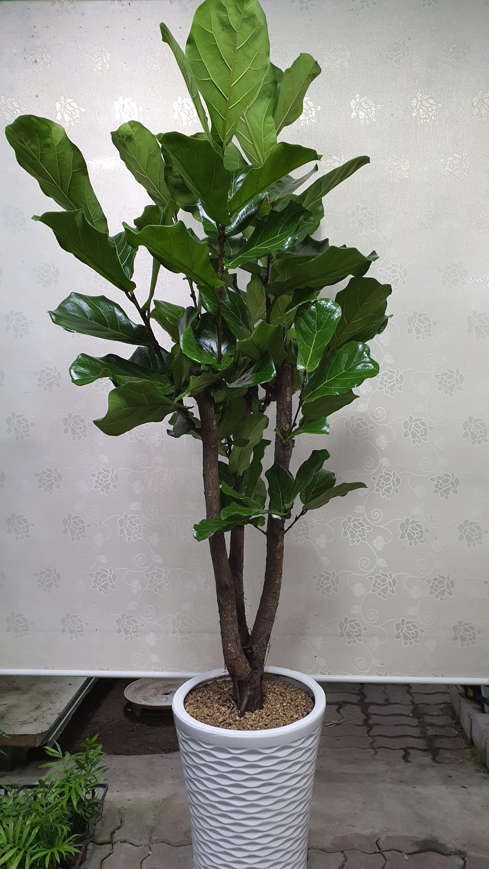 모델하우스 오픈식 3단 축하화환도 수제로 배달하는 당진채운동 꽃집 푸른화원입니다 당진꽃집 당진화분 동부센트레빌 르네블루 모델하우스 개관식에 대형화분 배달 10