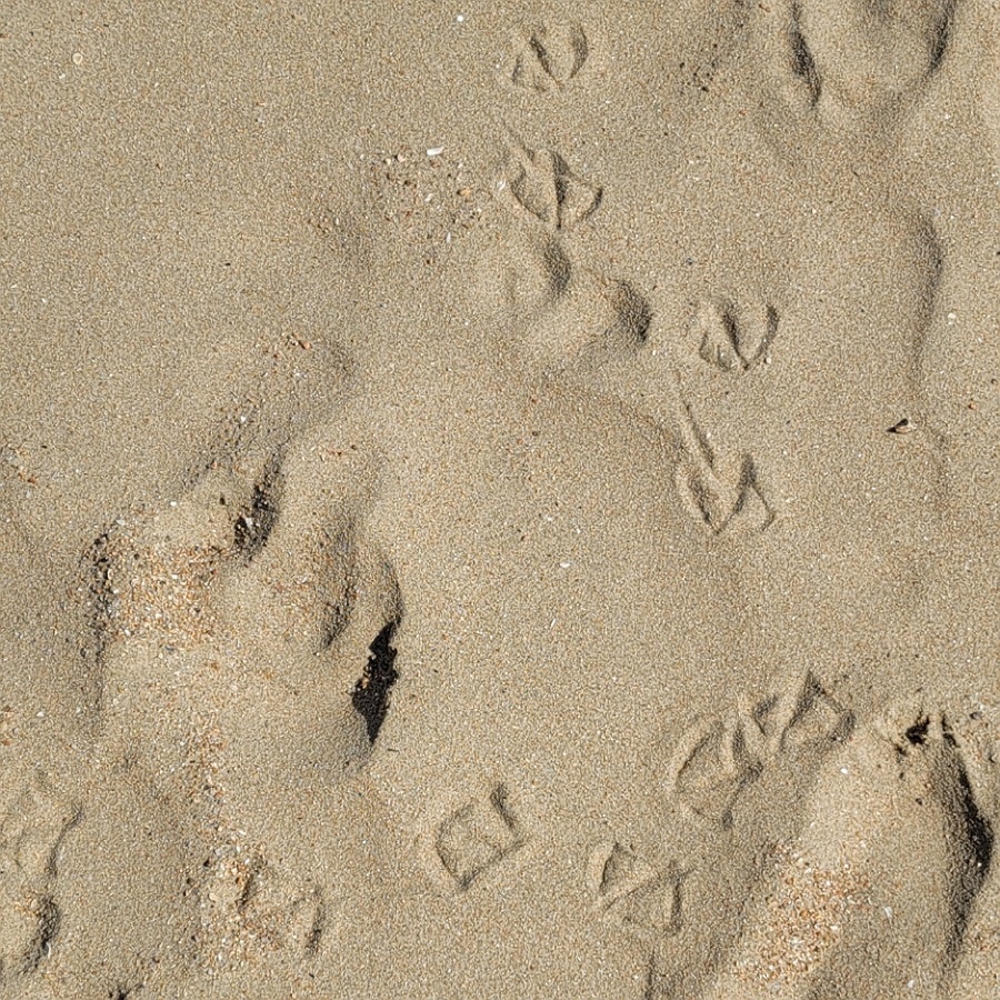 해변에-갈매기-발자국이-찍혀있어-귀여워서-찍어본사진