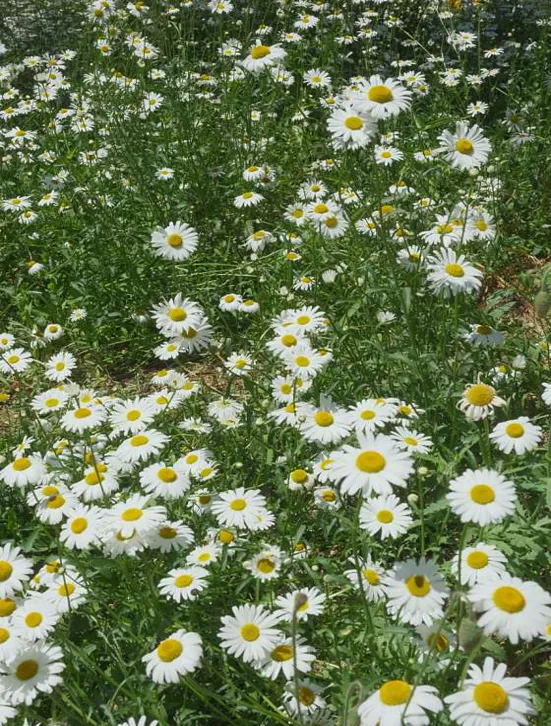 요산공원