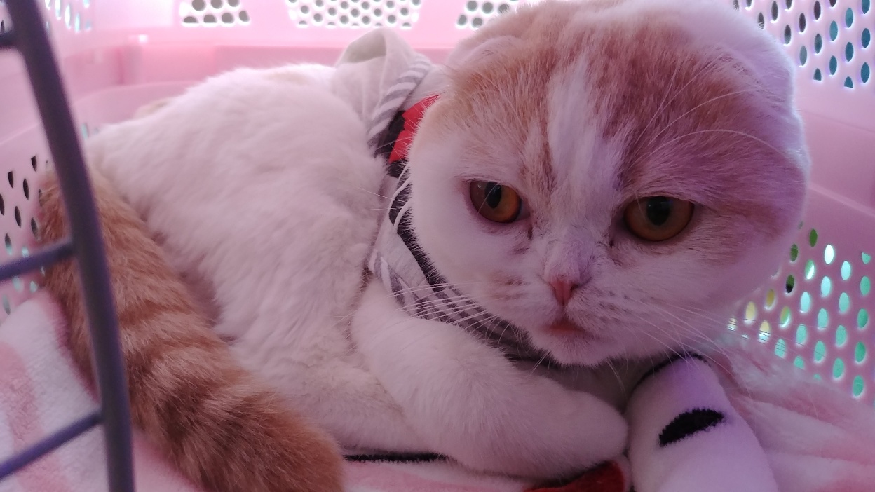 고양이