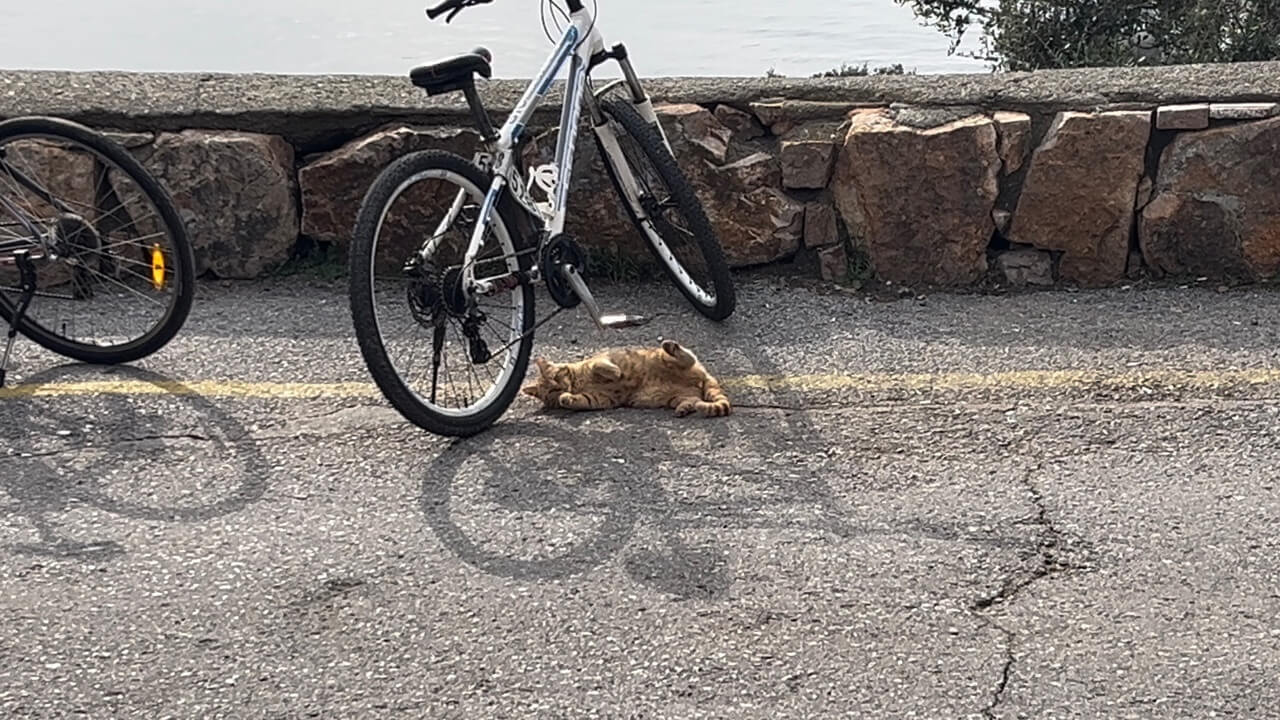 고양이