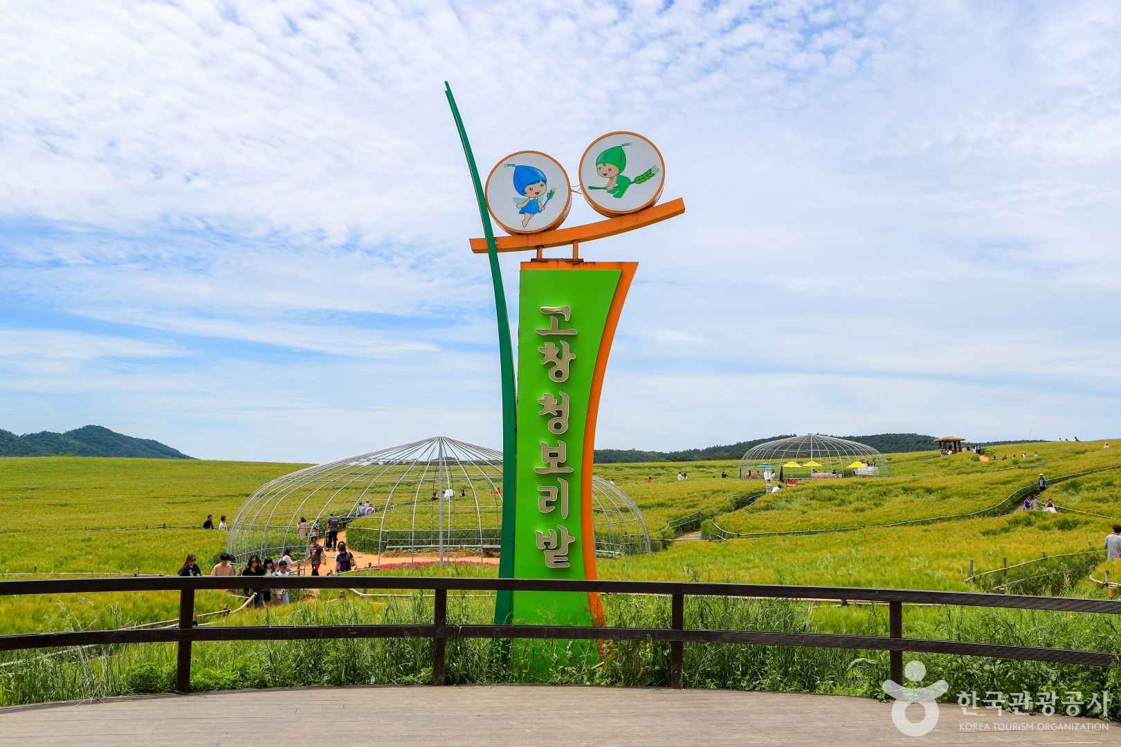 고창청보리밭