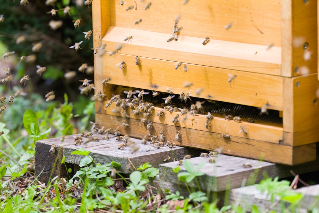Hives